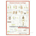 Wholesalec MF2558 Human Articular Cartilage Chart
